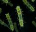 bacteria clostridium